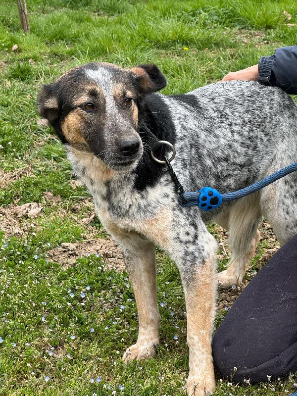 Divy, splendida meticcia da adottare Foto 6